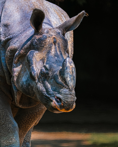 Neushoorn