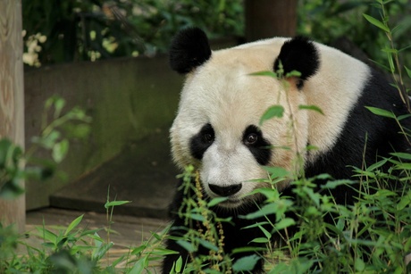 Xing Ya mannetjes panda ouwehands dierenpark