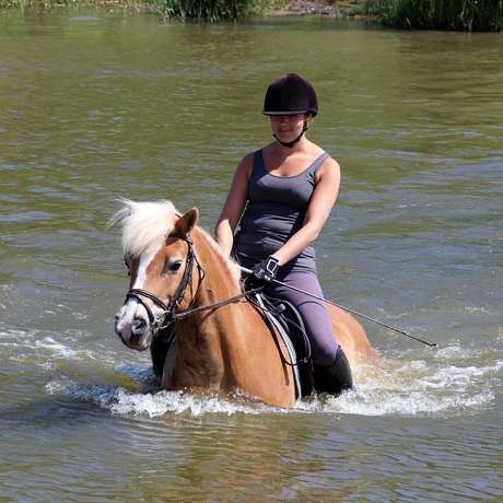 Paard in het water