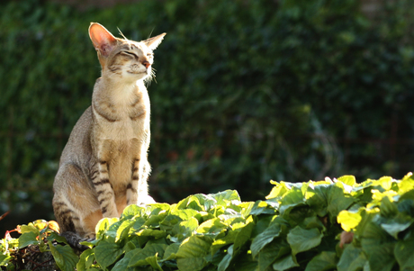 poes aan het genieten in de zon