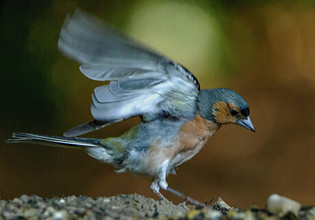 DIEREN