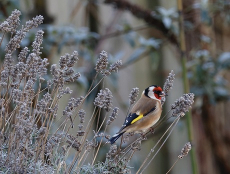 Putter in de Lavendel