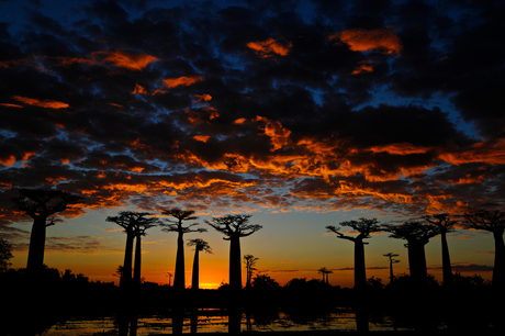 zonsondergang baobab allee