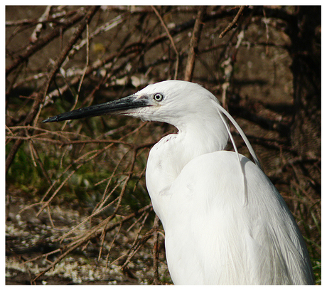 A Birds Portrait