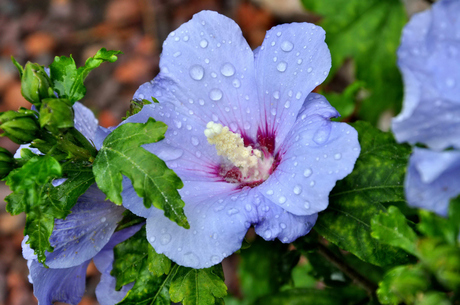 hibiscus