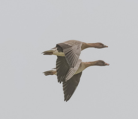 Waar gaan ze heen ... 