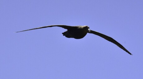 Zuidelijke reuzenstormvogel (Macronectes giganteus) 