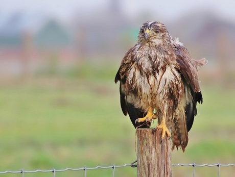 Kletsnatte buizerd