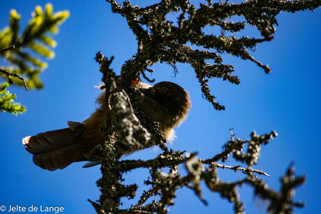 Vogel in natuurpark