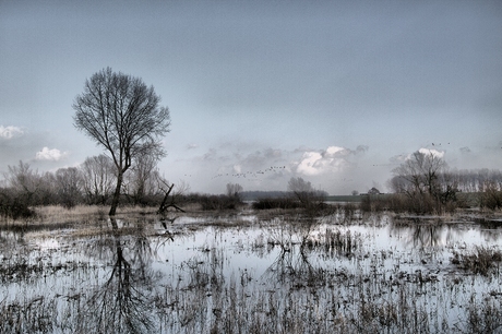 Hoogwater in de Ooijpolder