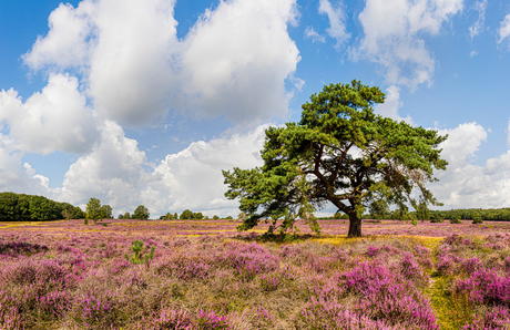 De heide in Hilversum in augustus 2019