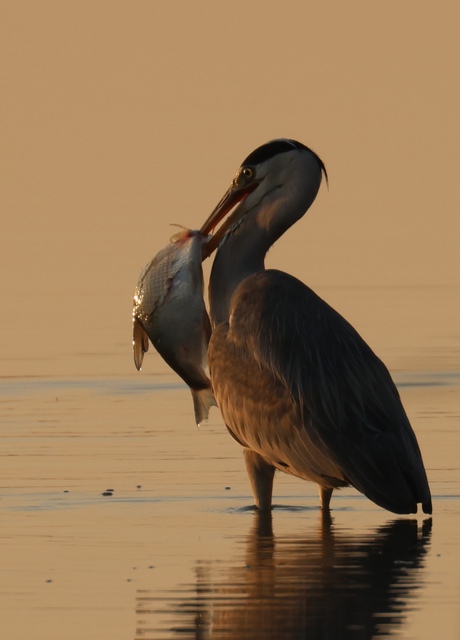 Blauwe Reiger met Vis in het laatste avondlicht.