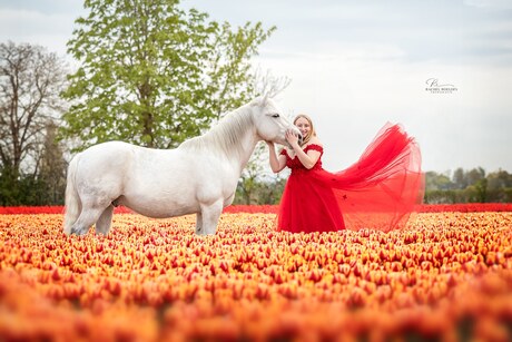 Paard tussen de tulpen
