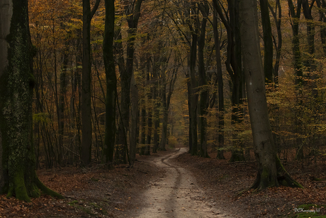 Het Speulderbos revisited