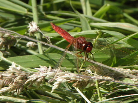 libelle