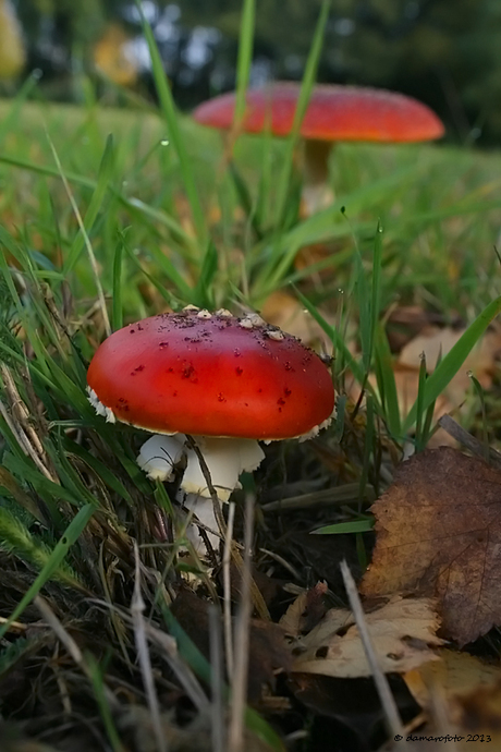 Herfst 2013 (groot en klein)