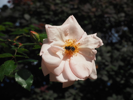 The rose and the bee