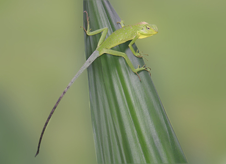 Hagedis op Blad