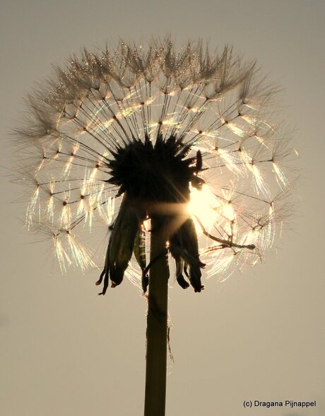 Paardenbloem