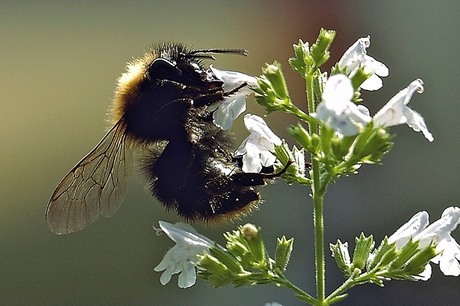 Hommel