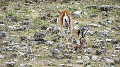 Geboorte van een Springbokje