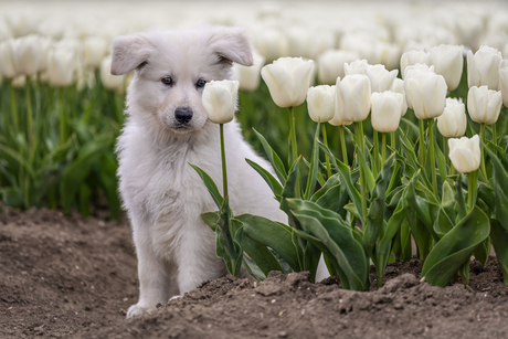 Zwitserse witte herder