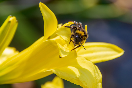 Lelie met hommel