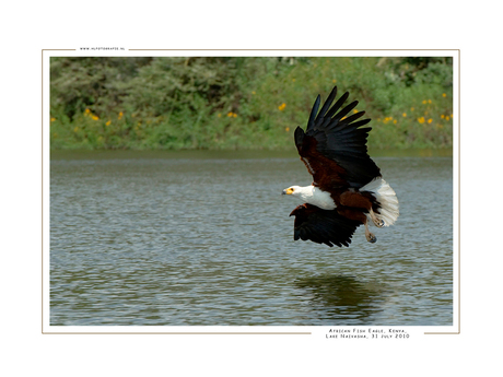 African Fish Eagle I, Kenia