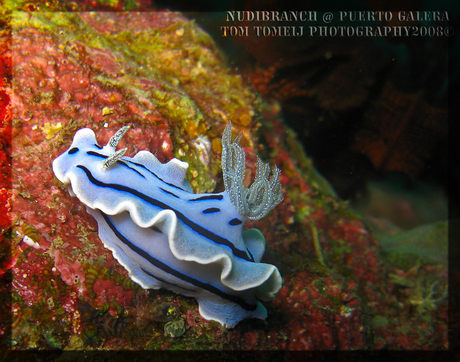 Nudibranch