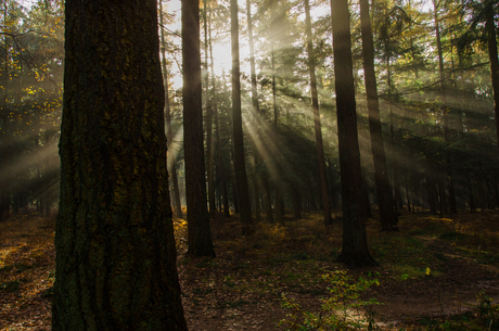 Zonnestralen in het bos