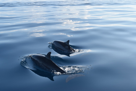 Dolfijnen Lovina - Bali