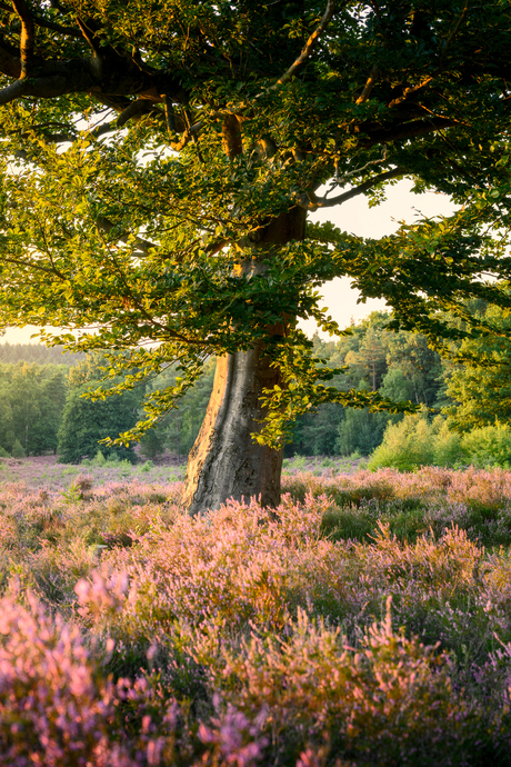 Heide op de Heuvelrug