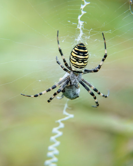 In eigen tuin  de wespspin ....