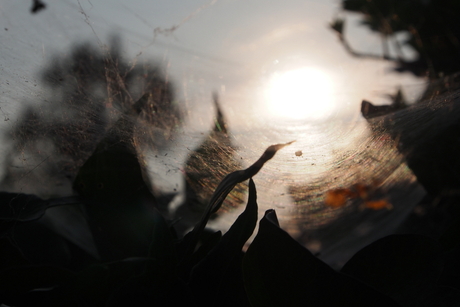 Spinnenweb 3