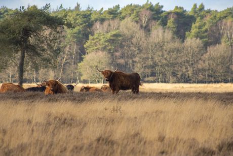 Schotse hooglanders 