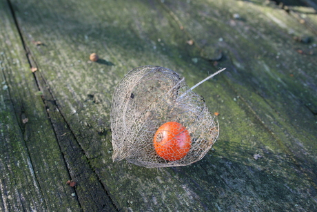 bijzonder