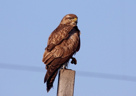 Buizerd