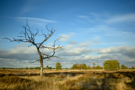 kale boom in landschap