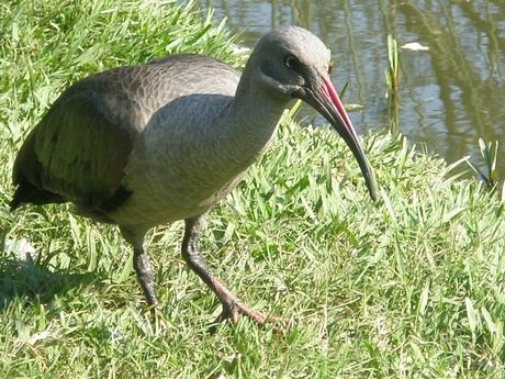 Vogel in Zuid-Afrika