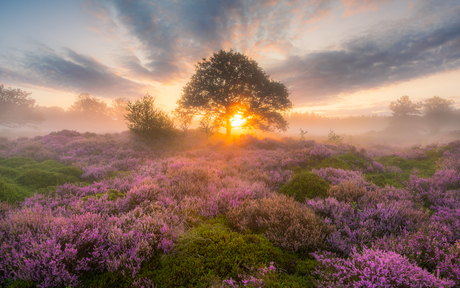 Friese heide