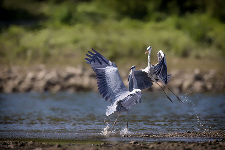 Reigers 