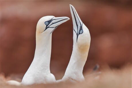 Helgoland