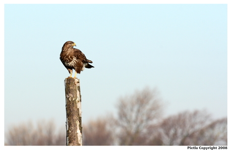 Buizerd1