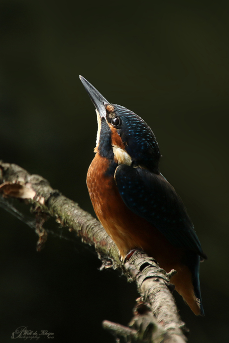 IJsvogel