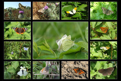 Vlinder Collage