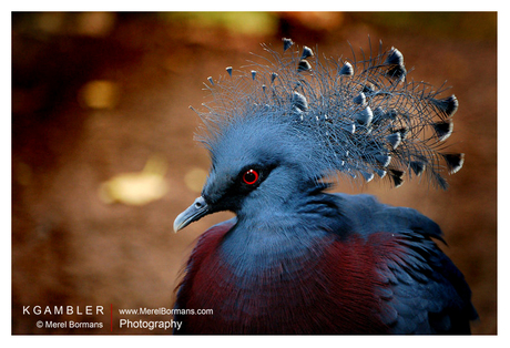 Southern Crowned Pigeon