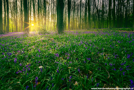 Hallerbos