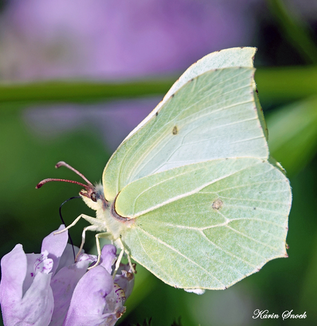 "Vlinder geniet van de bloemen..."