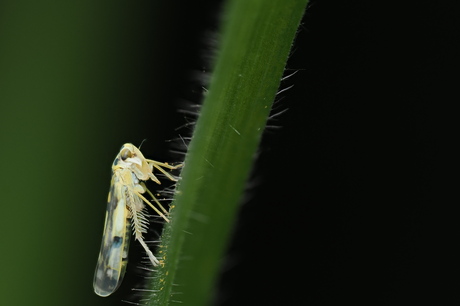 Eupteryx Aurata