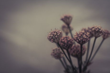 Astrantia major